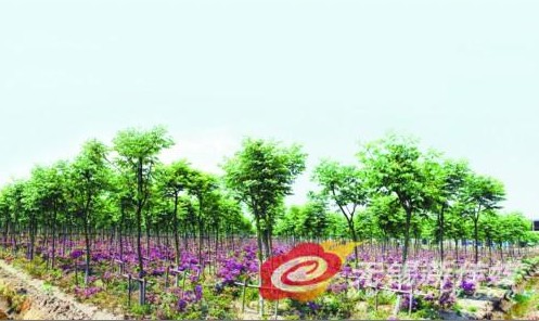 锡东新城1600亩苗圃赢得社会生态经济多重效