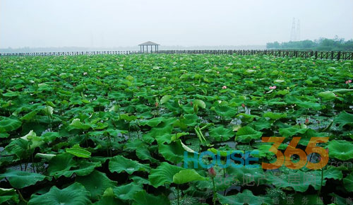 沙湖板块--后园区时代城市新兴板块-房产资讯-