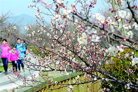 太湖西山岛梅花节昨开幕香雪海本月底进入盛花