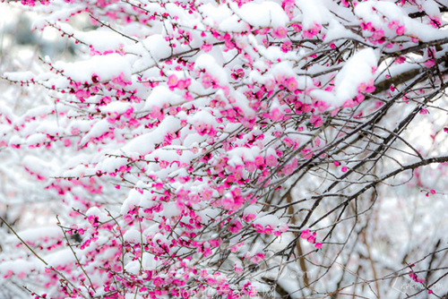 贝利栖溪望府20套特惠有礼 送超山梅花节门票
